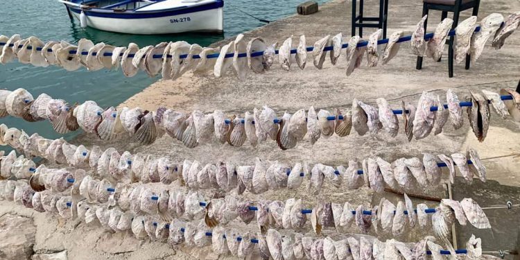 AKVAKULTURA Objavljena Državna potpora male vrijednosti za ZOI Malostonska kamenica i Novigradska dagnja