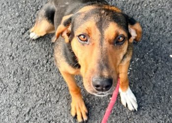 Bonny treba toplu obitelj: Ima tek godinu dana, a već poznaje strah, no unatoč tome vrlo je nježna