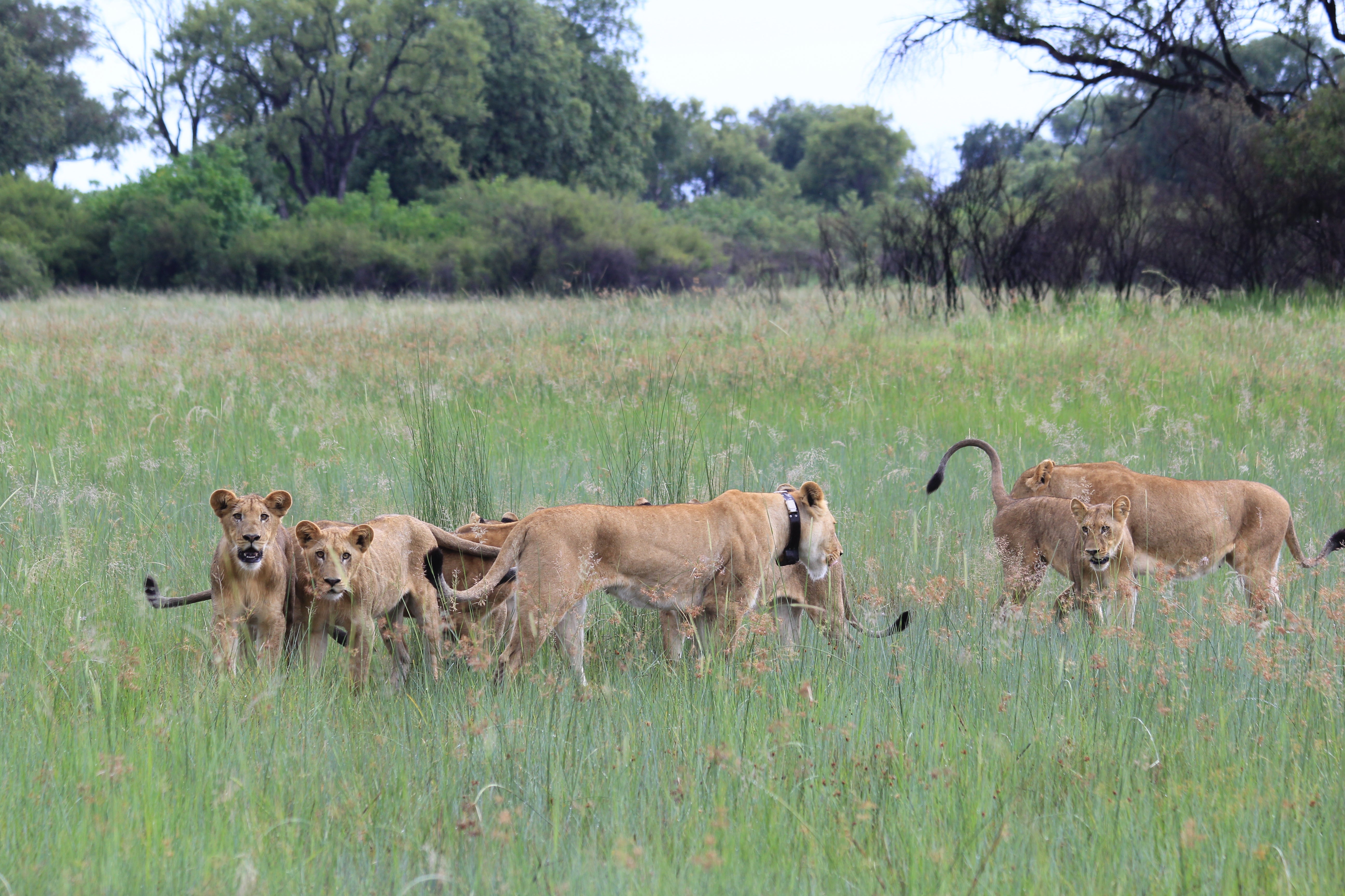 A pride of lions that is collar-tracked as part of a Tusk conservation programme in Botswana