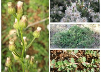 Čak 9 posto biljnih vrsta na Kornatima su one invazivne i što radimo po tom pitanju?