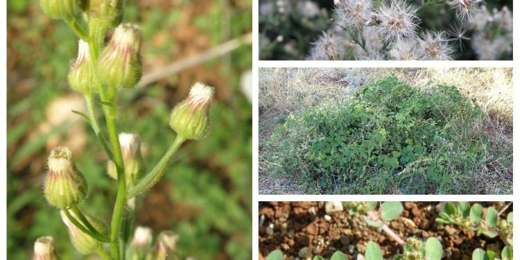 Čak 9 posto biljnih vrsta na Kornatima su one invazivne i što radimo po tom pitanju?