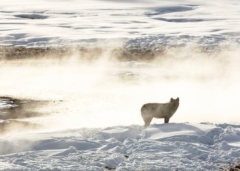 Čovjek optužen da je odveo vuka u bar prije nego što ga je ubio suočen s dvije godine zatvora