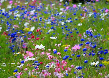 Čudesni Bog: Znanstvenici otkrili da biljke ispuštaju zvuk koji životinje slušaju
