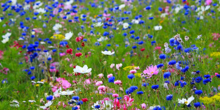 Čudesni Bog: Znanstvenici otkrili da biljke ispuštaju zvuk koji životinje slušaju