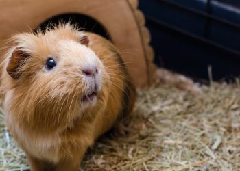 Danski zoološki vrt želi hraniti neželjene kućne ljubimce grabežljivcima – RT World News