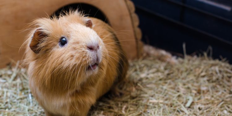 Danski zoološki vrt želi hraniti neželjene kućne ljubimce grabežljivcima – RT World News