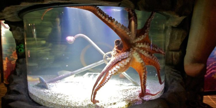 Dječak ozlijeđen u rijetkom incidentu hobotnice u Teksas Aquarium