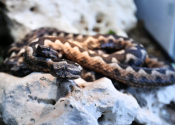 Dječaka u Istri ugrizao poskok: Otkazivali mu organi, a ovi heroji su ga spasili