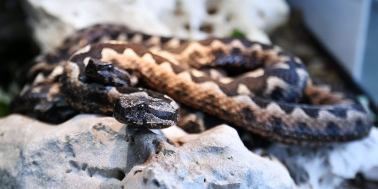 Dječaka u Istri ugrizao poskok: Otkazivali mu organi, a ovi heroji su ga spasili