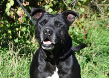 Doživjela je ono što niti jedan pas ne bi smio: Athena je stigla iz splitskog ‘horor dvorišta’, a sad traži toplinu i sigurnost doma