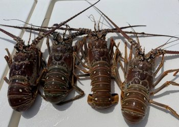 Dva ronilaca umiru, dijete ozlijeđeno za vrijeme Miniasezone jastoga u Miamiju