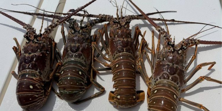 Dva ronilaca umiru, dijete ozlijeđeno za vrijeme Miniasezone jastoga u Miamiju