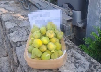 FOTO Lijepa gesta s otoka Krka koja je raznježila internet