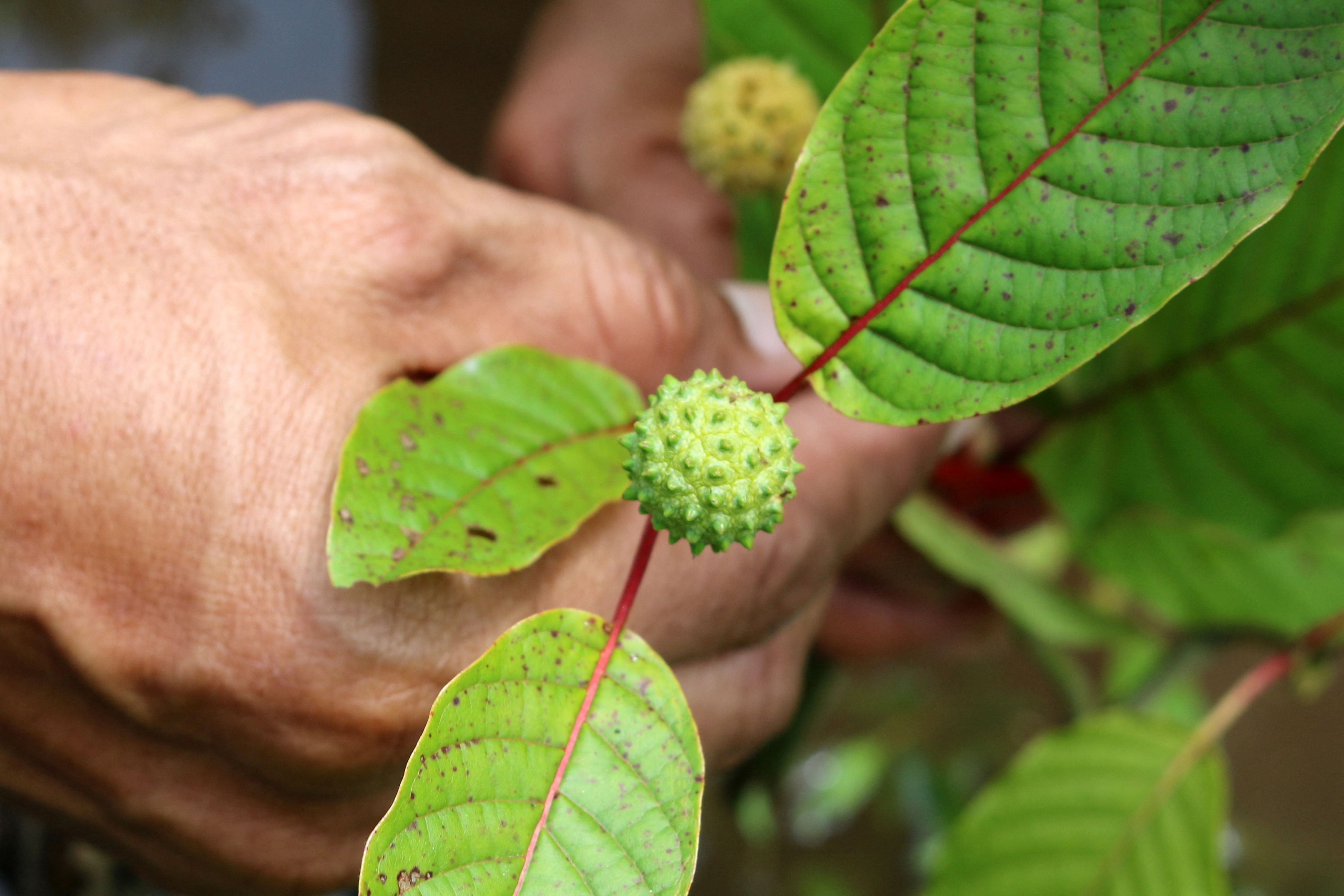 Korisnici mogu postati ovisni o Kratomu, koji proizvodi efekte slične opioidima, upozoravaju stručnjaci