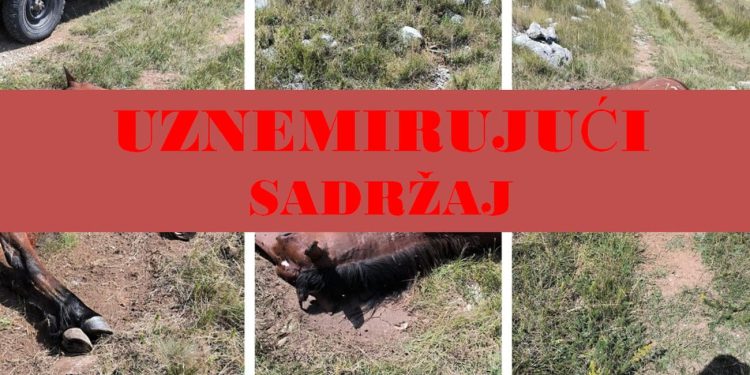 Grozan prizor u planinarskom kraju. Novi slučaj bedrenice u Dalmaciji? Ljudi strahuju za zdravlje: “Smrad se osjeti već na sto metara udaljenosti”