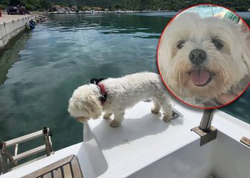 JESTE LI GA VIDJELI? Između Vira i Ugljana s barke u more pao pas!