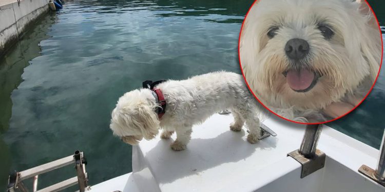 JESTE LI GA VIDJELI? Između Vira i Ugljana s barke u more pao pas!