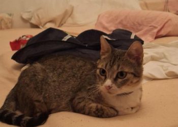 Jeste li vidjeli ovu macu? Nakon teške priče pronašla je svoju obitelj, a onda je nestala na odmorištu autoceste prema Zagrebu