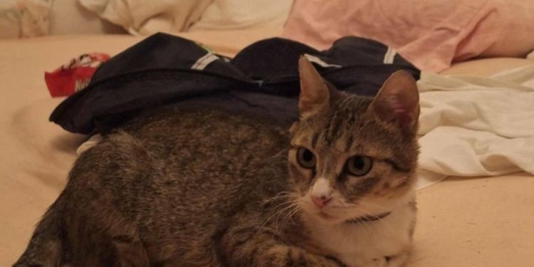 Jeste li vidjeli ovu macu? Nakon teške priče pronašla je svoju obitelj, a onda je nestala na odmorištu autoceste prema Zagrebu