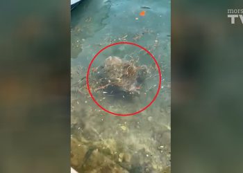 “Jeste li znali Marčelinu?” Pogledajte morsku kornjaču kako se hrani u neumskom zaljevu