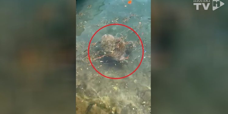 “Jeste li znali Marčelinu?” Pogledajte morsku kornjaču kako se hrani u neumskom zaljevu