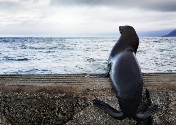 Južnoafrički pečat spašen od ribolovnih kuka (fotografije) – RT Afrika