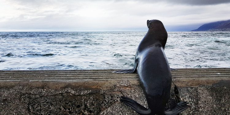 Južnoafrički pečat spašen od ribolovnih kuka (fotografije) – RT Afrika