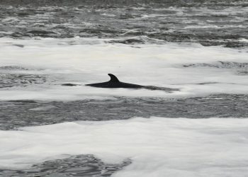 Kitovi su ubijeni, a putnik je bačen preko broda nakon sudara broda u New Jerseyju