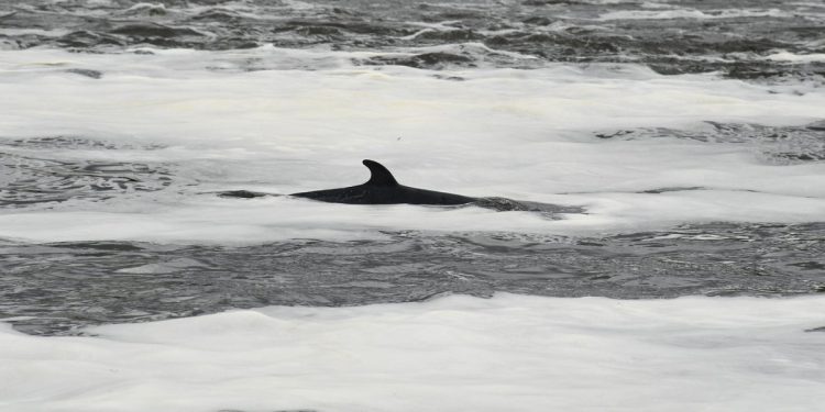 Kitovi su ubijeni, a putnik je bačen preko broda nakon sudara broda u New Jerseyju
