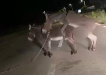 LIŠANE OSTROVAČKE Magarci u ljubavnom klinču nasred ceste