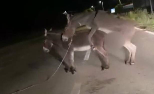 LIŠANE OSTROVAČKE Magarci u ljubavnom klinču nasred ceste