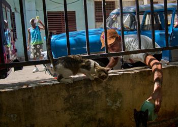 Mačke i psi napušteni u turističkom žarištu dok se ekonomska kriza pogoršava