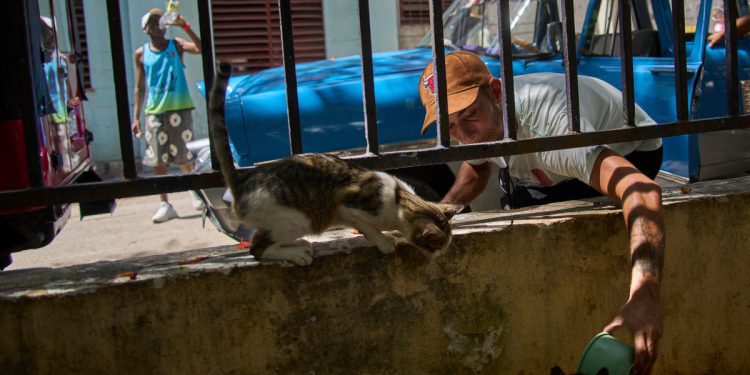 Mačke i psi napušteni u turističkom žarištu dok se ekonomska kriza pogoršava