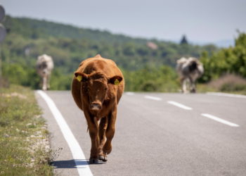 Masovno umire stoka u dijelu Hrvatske: Krenuo je pomor