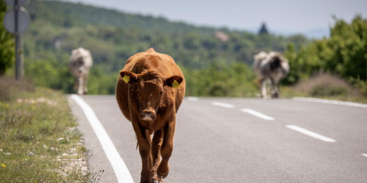 Masovno umire stoka u dijelu Hrvatske: Krenuo je pomor