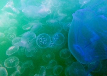 Meduze Force French Nuclear Postrojenje – RT World News