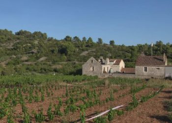 Mladi vinari, obrazovani u inozemstvu, vraćaju se na rodni Vis i nastavljaju obiteljsku tradiciju