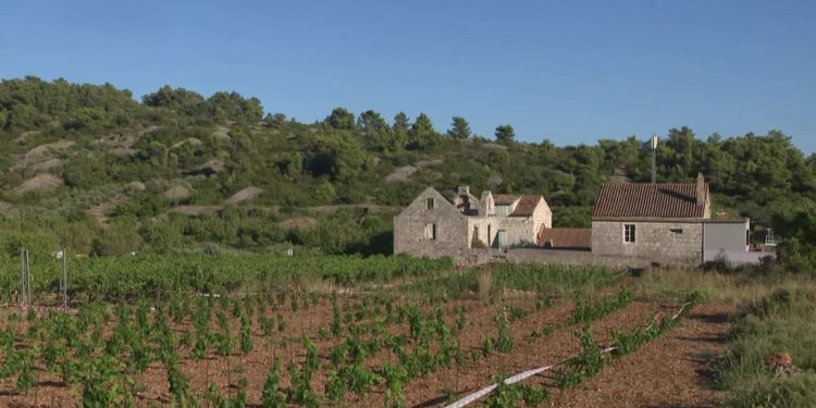 Mladi vinari, obrazovani u inozemstvu, vraćaju se na rodni Vis i nastavljaju obiteljsku tradiciju