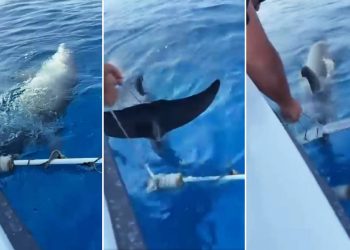 Mladog dupina koji se kod Cresa zapetljao u konope, od sigurne smrti spasio par iz Malinske