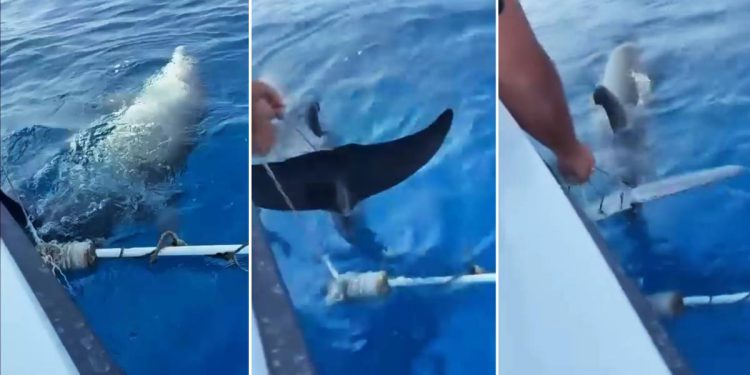 Mladog dupina koji se kod Cresa zapetljao u konope, od sigurne smrti spasio par iz Malinske