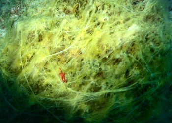 Morski biolog kod Mljeta snimio nitastu algu koja raste u područjima zagađenja kanalizacijskim i vodama iz septičkih jama: “Ne izgleda atraktivno”