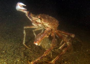 Mužjak je ženku čuvao iza sebe zaštićenu, dok se borio sa suparnikom!