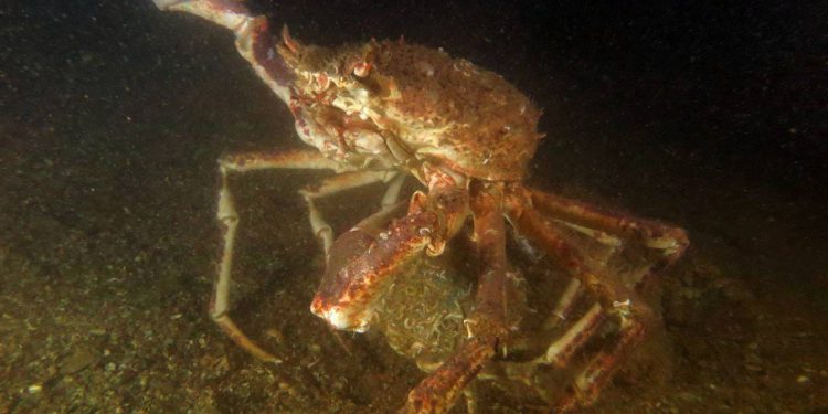 Mužjak je ženku čuvao iza sebe zaštićenu, dok se borio sa suparnikom!