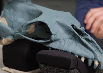 NEPOZNATA VRSTA Otkriven prapovijesni kit veličine čovjeka