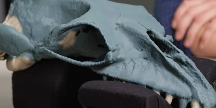 NEPOZNATA VRSTA Otkriven prapovijesni kit veličine čovjeka