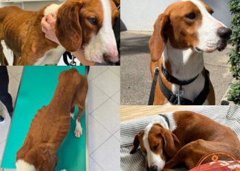 Nađen na rubu smrti, sada sretno maše repom: Amon iz Azila Dubrovnik pronašao dom