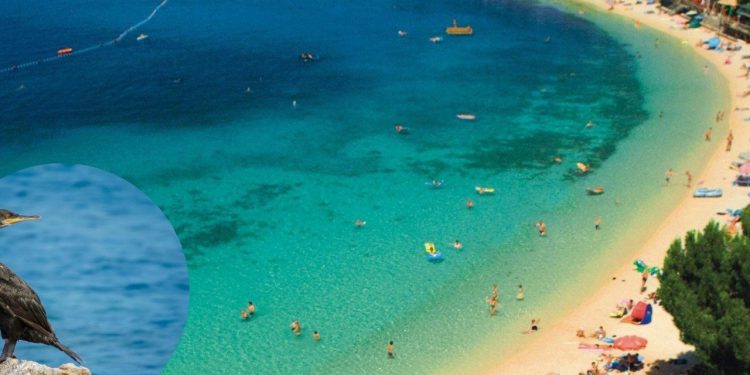 Nemile scene: sa sinom kamenovao zaštićenu pticu pa šokirao cijelu plažu: ‘Divan primjer dajete djeci’