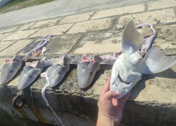 Netko je u plićak na Pelješcu pobacao glave morskih pasa