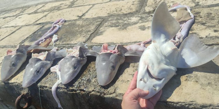 Netko je u plićak na Pelješcu pobacao glave morskih pasa