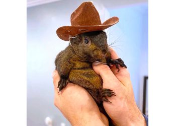 New York State bi mogao duditi 10 milijuna dolara za internet poznati p’nut pogubljenje vjeverice